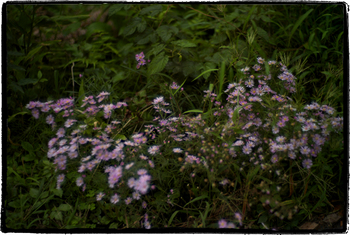 庭の花.jpg